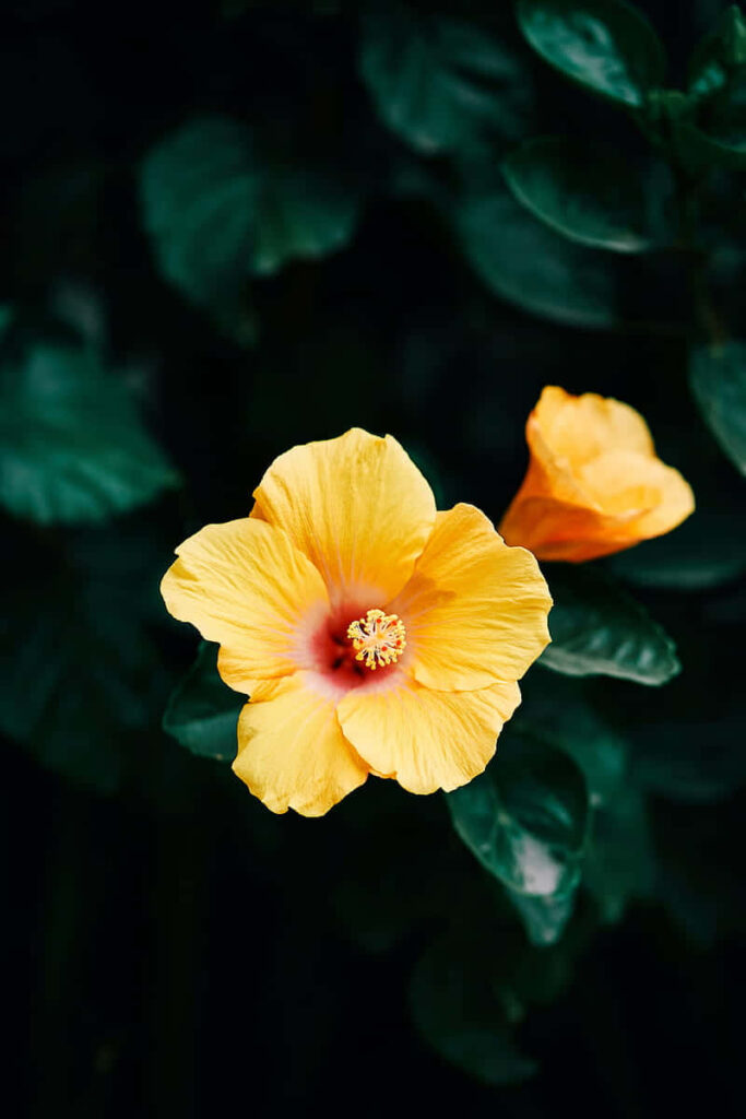 Vibrant Yellow Hibiscus Flower Wallpaper on Dark Green Background