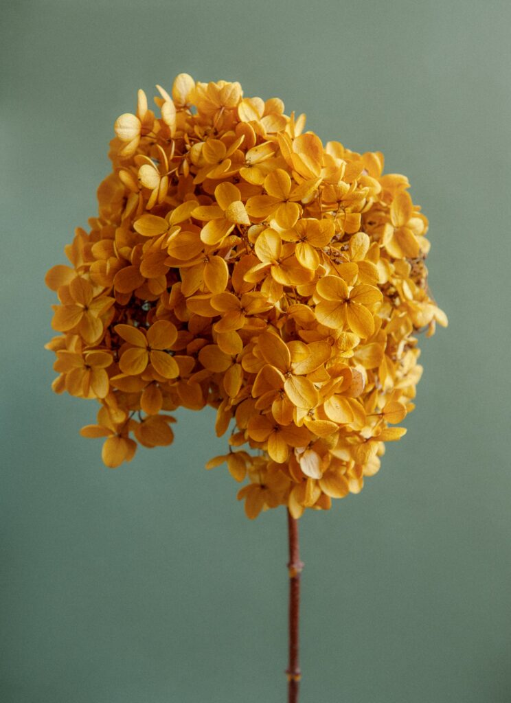 Vibrant Yellow Hydrangea Wallpaper: Elegant Floral Beauty Background