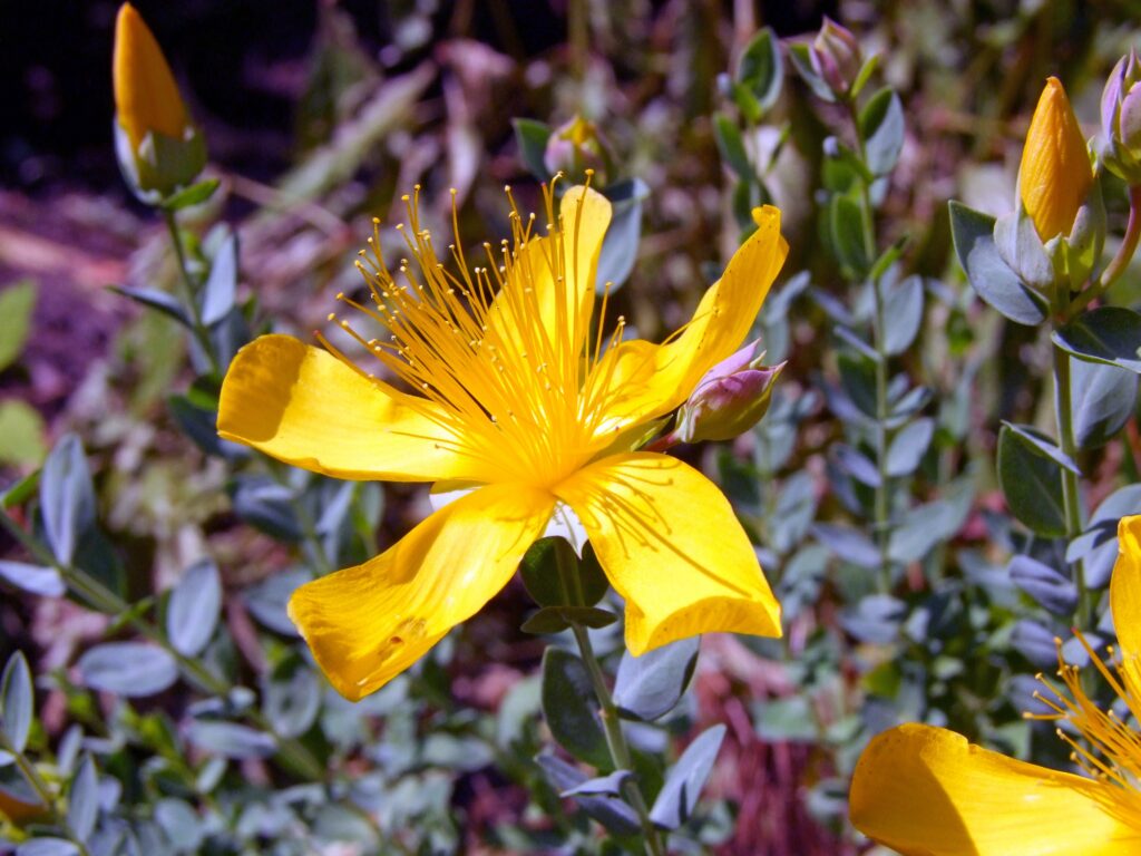 Close-Up of Blooming Yellow Hypericum Flower on Green Background Wallpaper