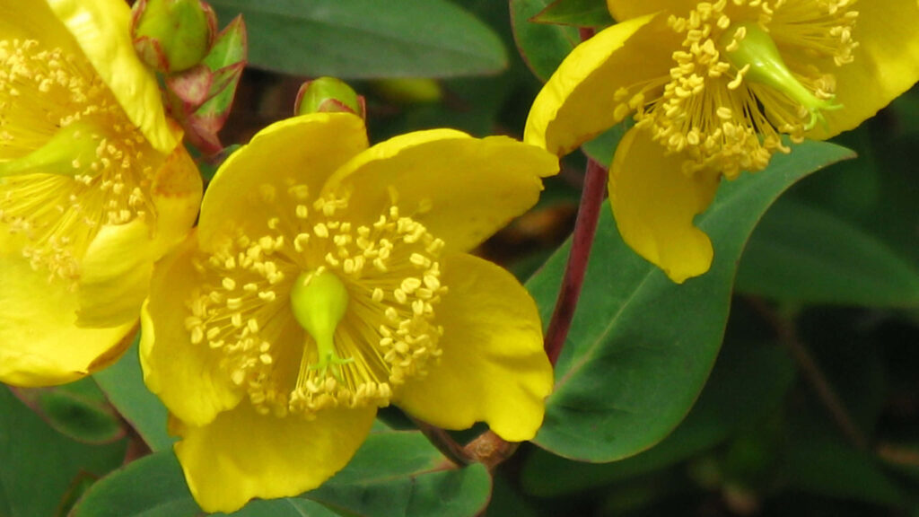 Vibrant Yellow Hypericum Flowers Against Lush Green Leafy Background Wallpaper