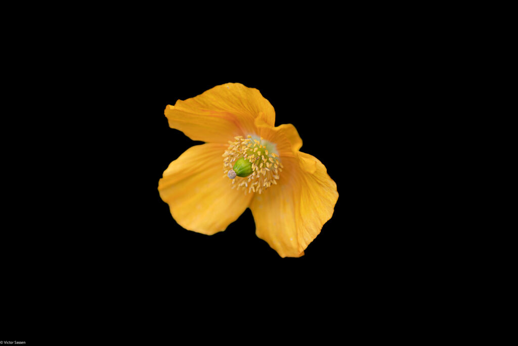 Vibrant Yellow Ice Poppy Macro Wallpaper on Black Background