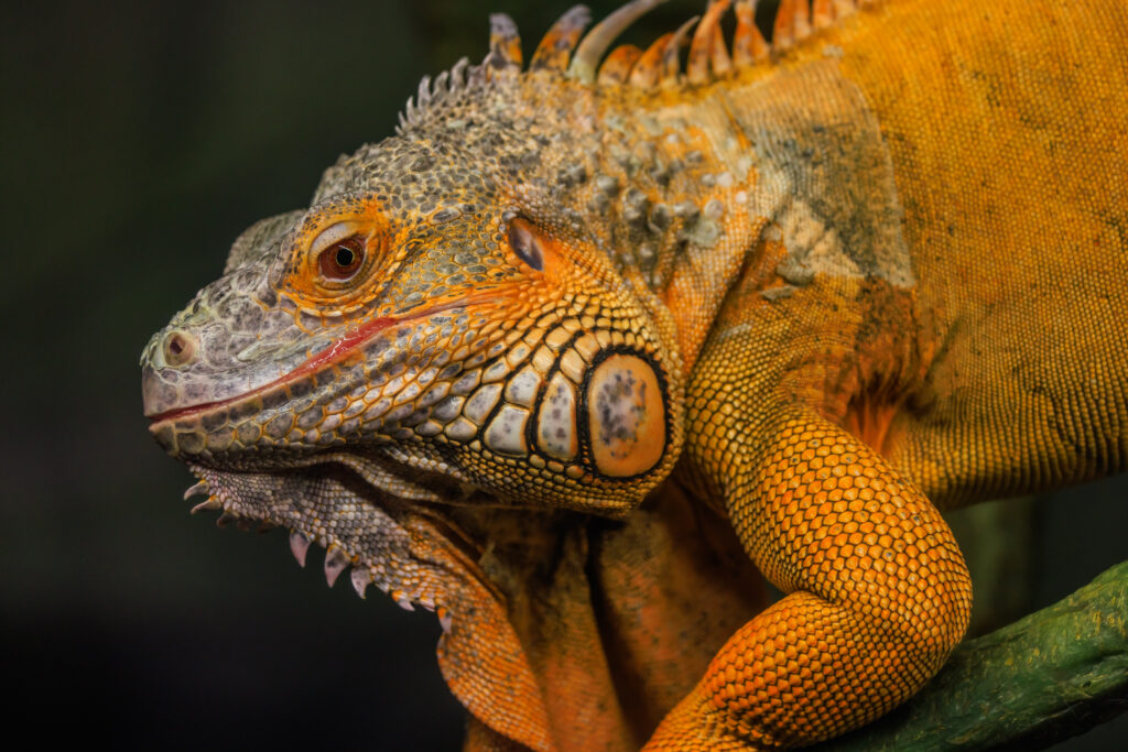 Vibrant Yellow Iguana Wallpaper: High-Res Detail on a Log