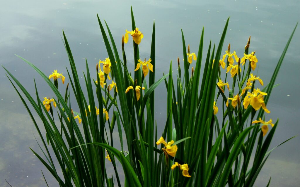 Vibrant Yellow Iris Wallpaper: Serene Nature by Calm Water