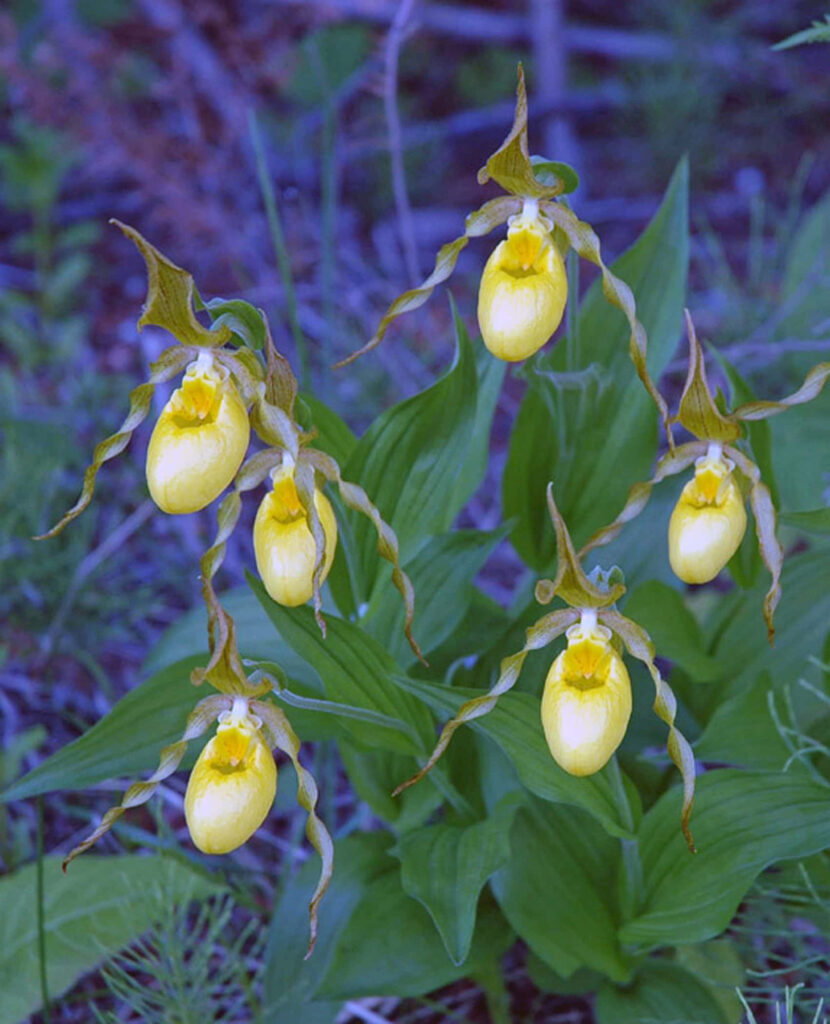 Vibrant Yellow Lady Slipper Flowers Amidst Lush Green Background Wallpaper