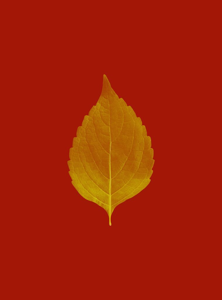 Vibrant Yellow Leaf Close-Up on Red Background - Autumn Wallpaper