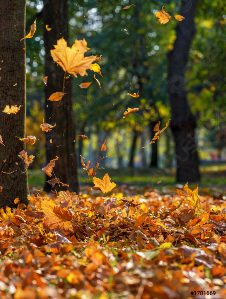 Golden Autumn Delight: Captivating Yellow Leaves Fall iPhone Wallpaper
