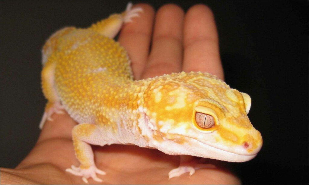 Close-Up of Vibrant Yellow Leopard Gecko on Palm - Intricate Details Wallpaper