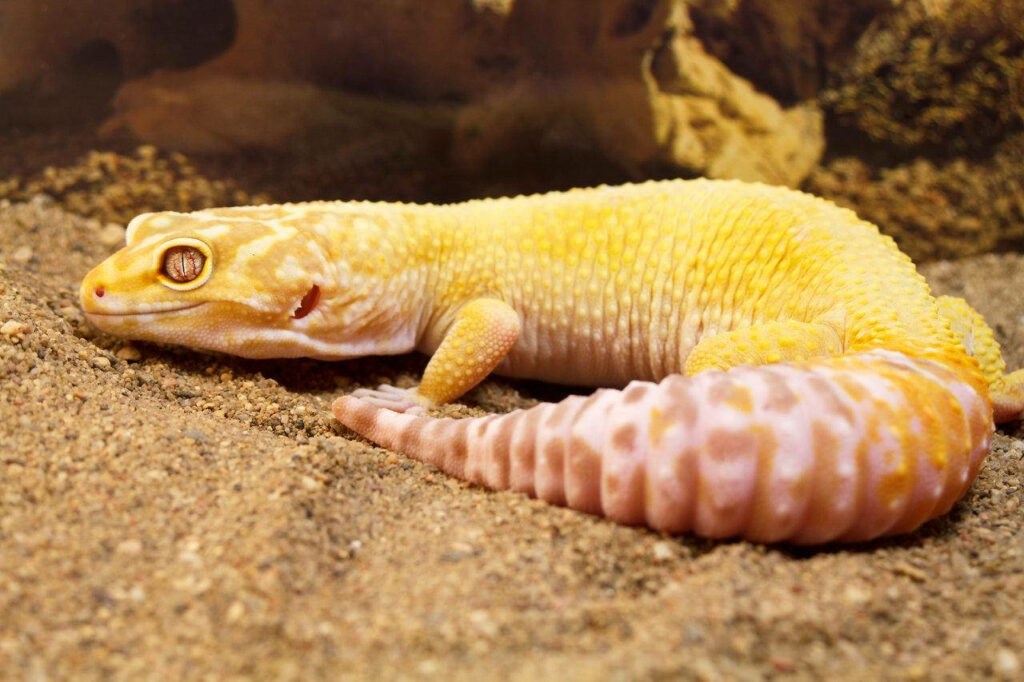 Vibrant Yellow Leopard Gecko Wallpaper: Peaceful Sandy Background