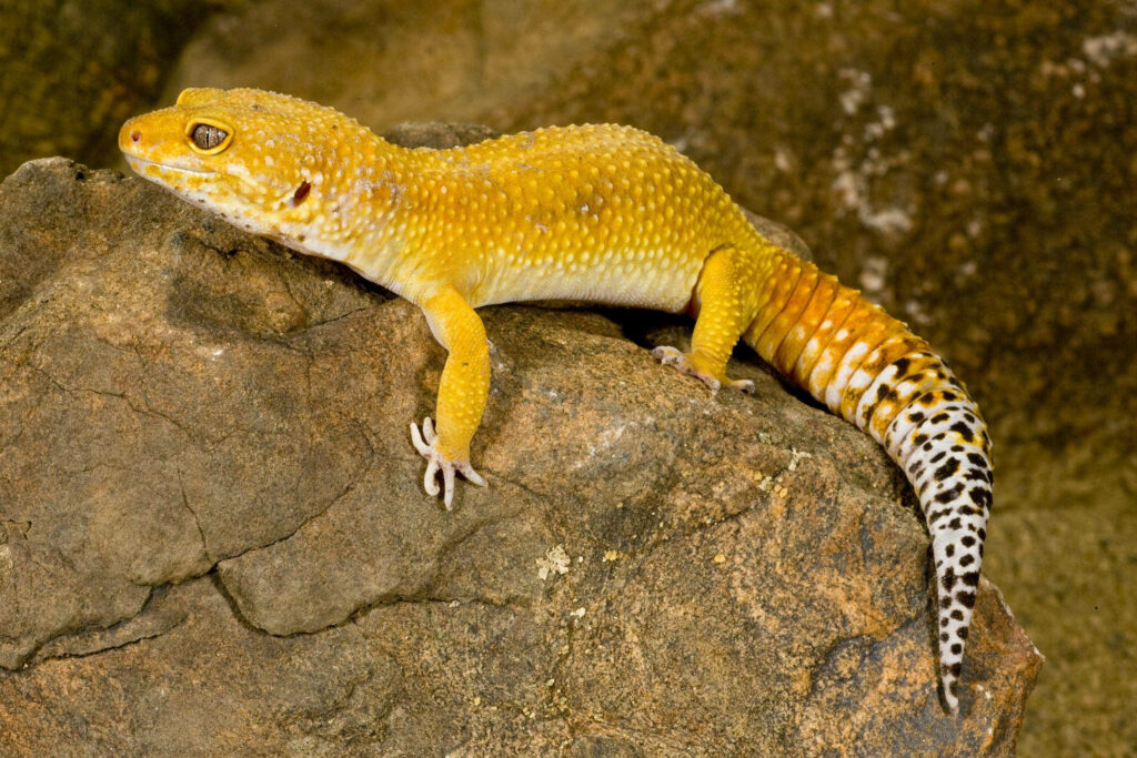 Vibrant Yellow Leopard Gecko on Textured Rock - Nature Background Wallpaper
