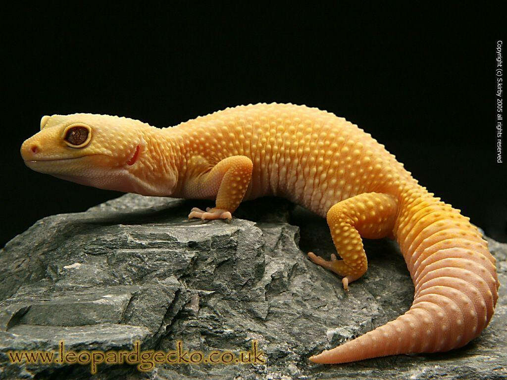 Vibrant Yellow Leopard Gecko on Textured Stone - Stunning Background Wallpaper