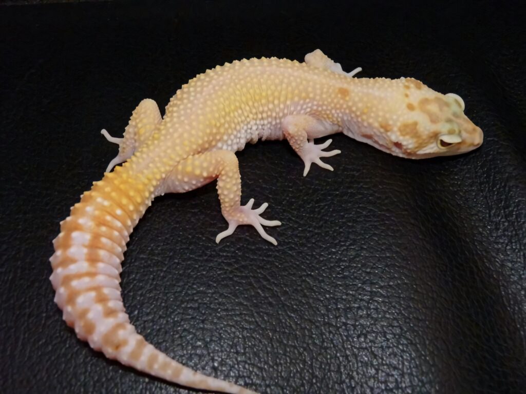 Yellow leopard gecko resting on black leather showing vibrant patterns and textured skin Wallpaper