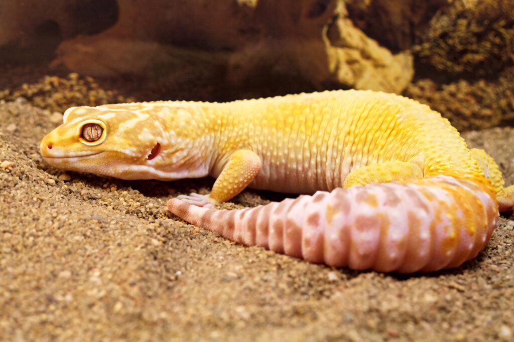 Yellow leopard gecko with distinctive markings resting calmly on sandy terrain wallpaper background