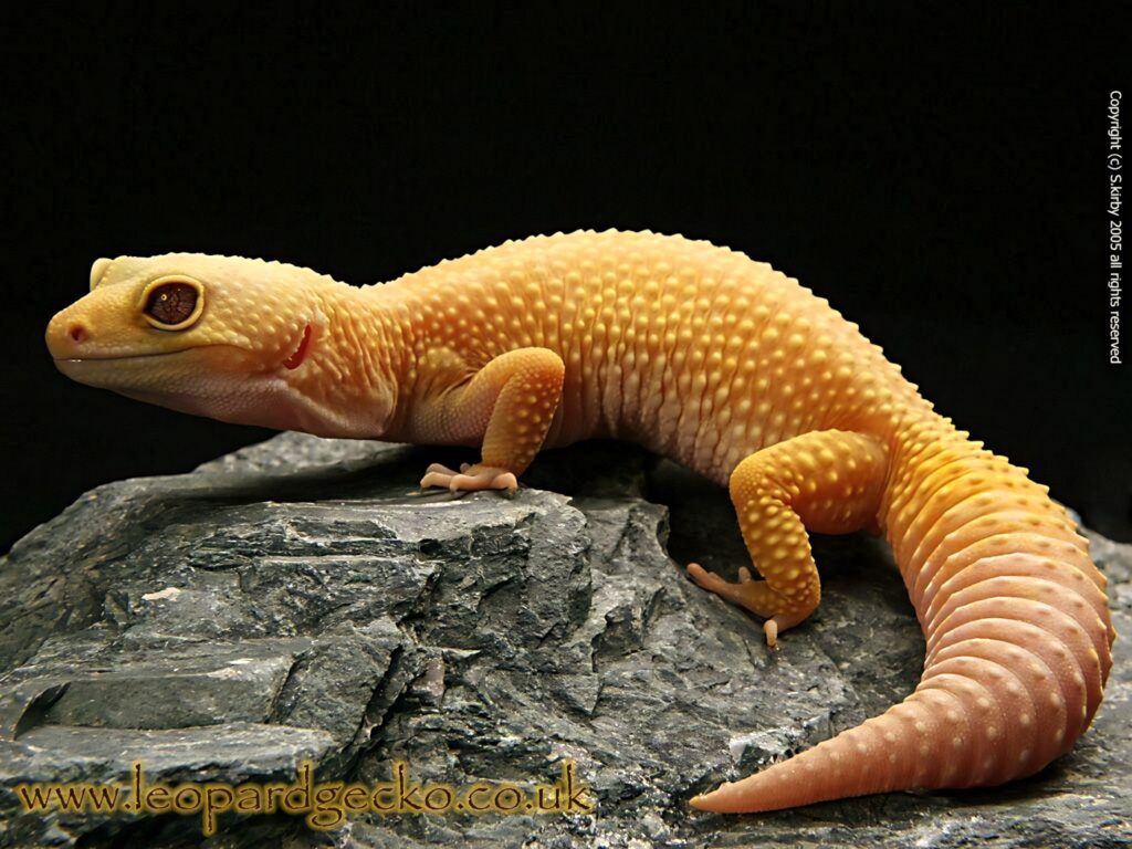 Yellow leopard gecko resting on textured stone showing detailed skin pattern and charm Wallpaper