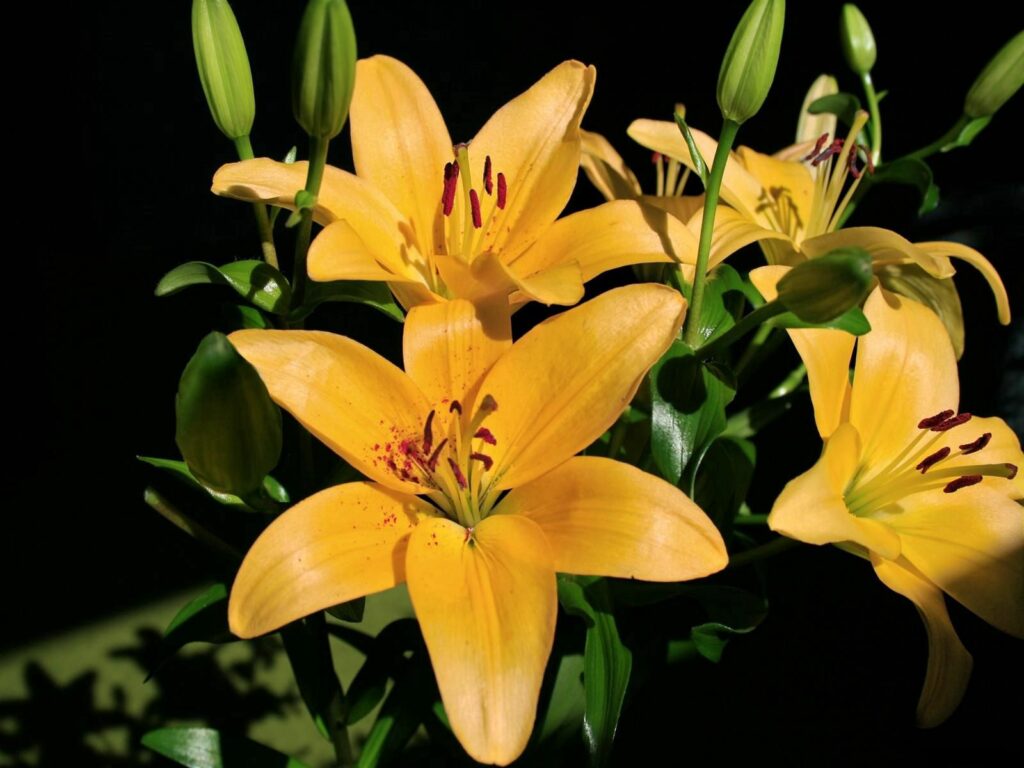 Vibrant Yellow Lilies Wallpaper with Green Leaves and Buds Background