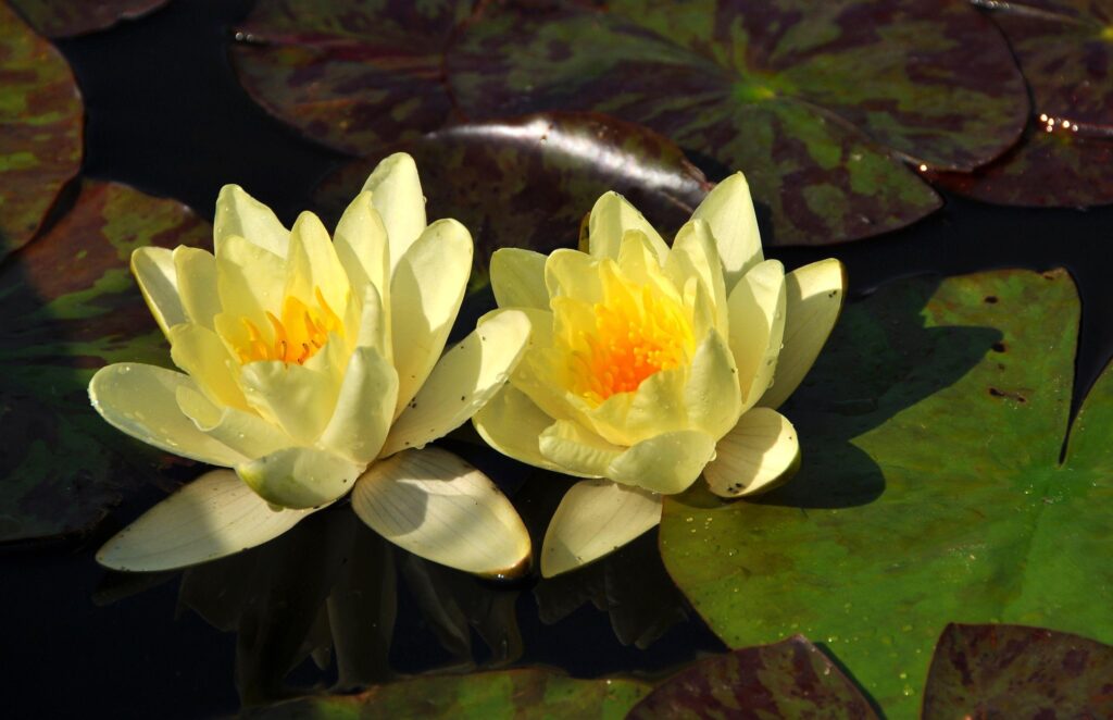 Vibrant Yellow Lilies on Dark Water with Green Pads - Serene Wallpaper