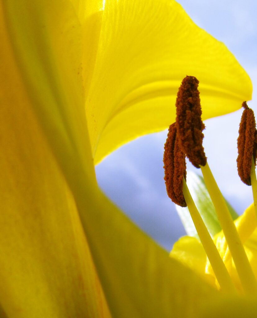 Vibrant Close-Up of Yellow Lily Flower - Stunning Wallpaper Background