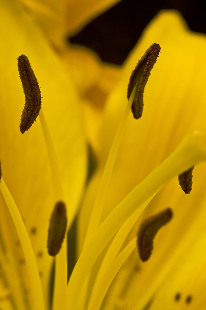 Vibrant Yellow Lily Macro: Stunning Petals & Pollen - Wallpaper Background