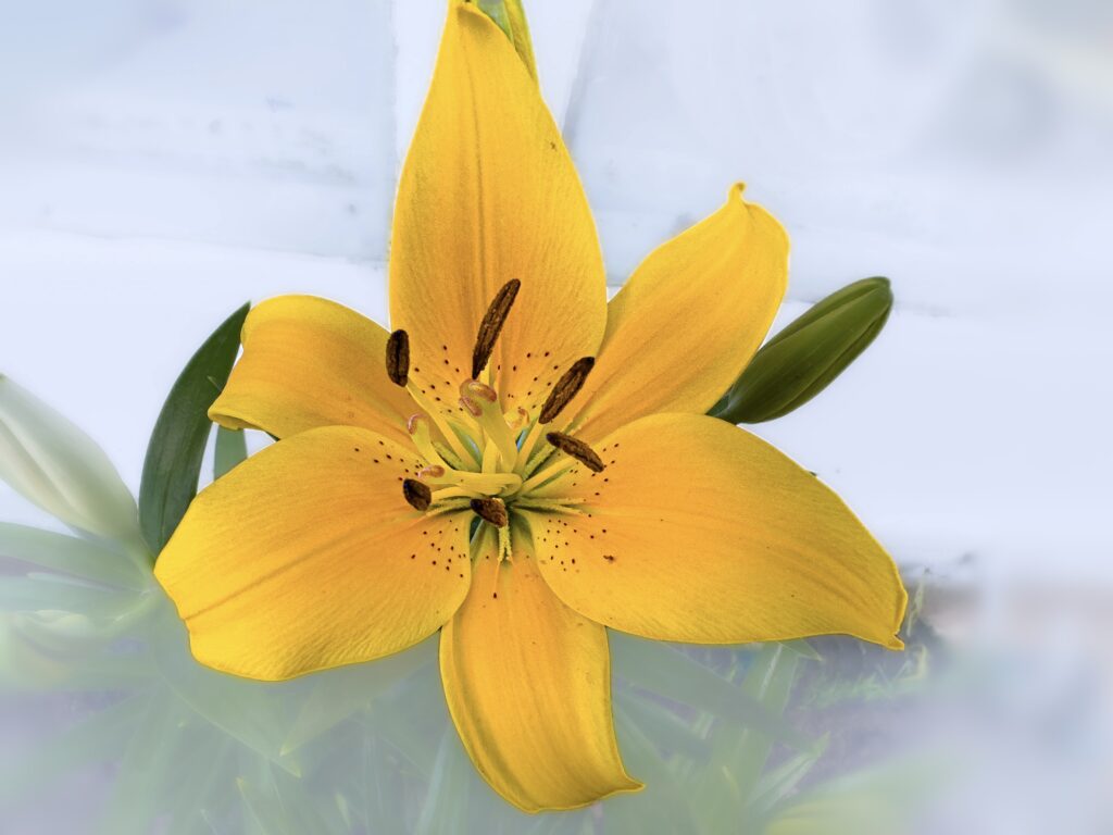 Vibrant Yellow Lily in Bloom: Serene Floral Wallpaper Background