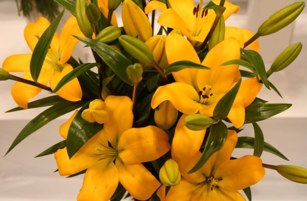 Vibrant Yellow Lilies Wallpaper: Fresh Natural Beauty Background