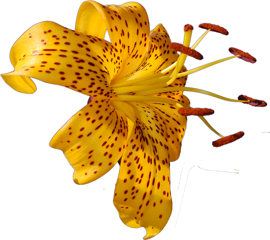 Vibrant Yellow Lily with Red Spots - Striking Floral Wallpaper