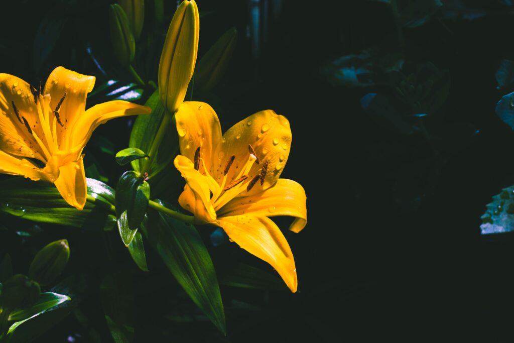 Close-Up Yellow Lily Wallpaper with Water Drops on Dark Background