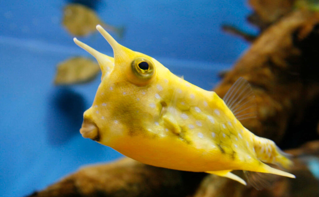 Vibrant yellow Longhorn Cowfish with white spots on soft blue coral reef wallpaper background