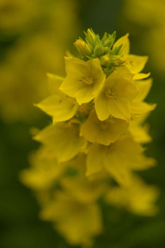 Close-Up of Vibrant Yellow Loosestrife Flowers Wallpaper