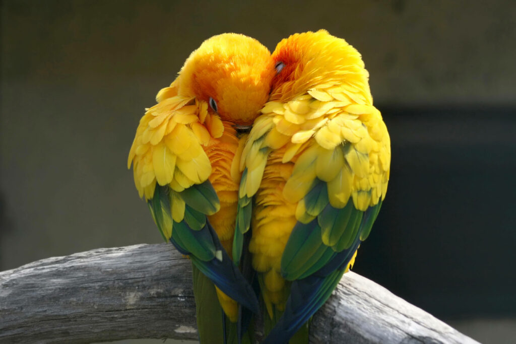 Vibrant Yellow Lovebirds Cuddling - Heart-Shaped Wallpaper Background