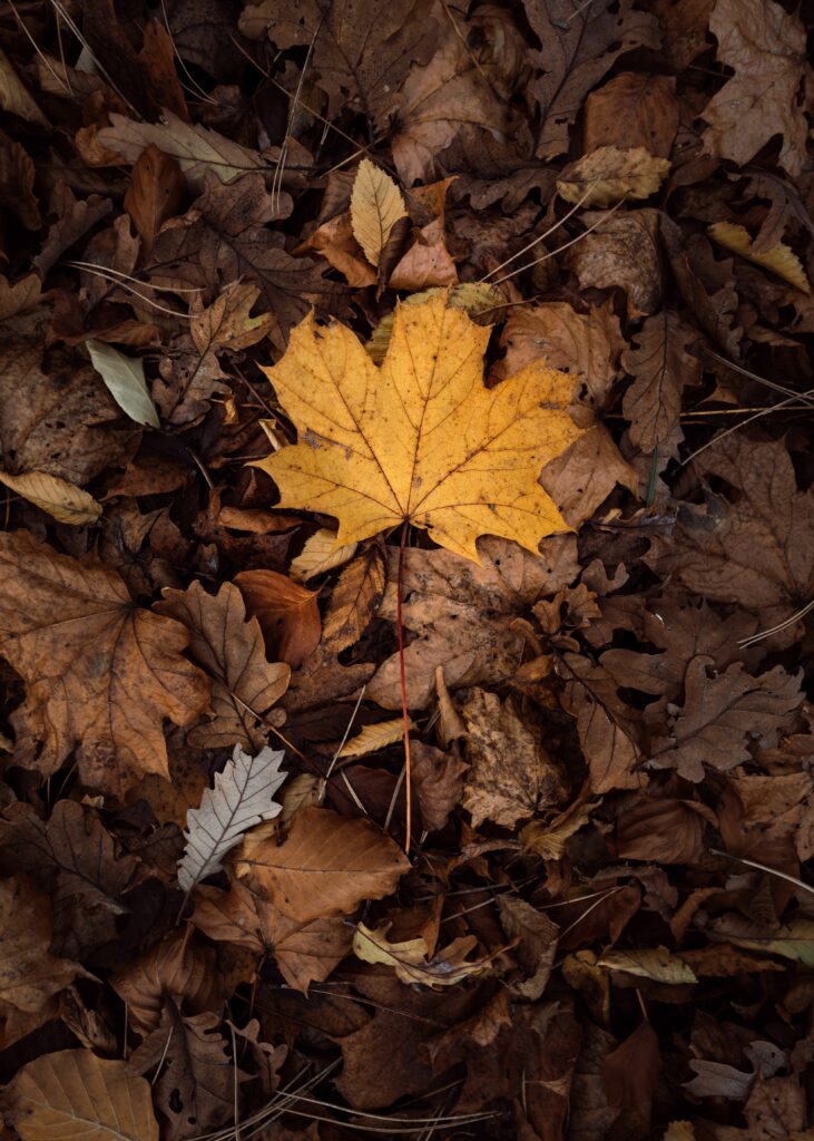Vibrant yellow maple leaf on dry brown foliage autumn wallpaper with warm earthy fall colors