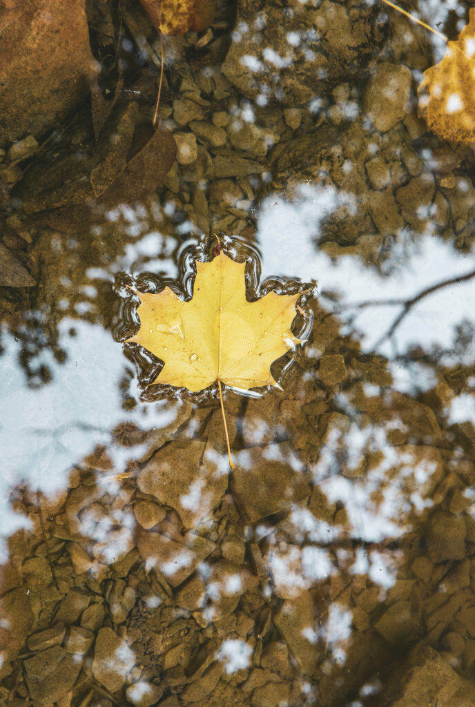 Vibrant Yellow Maple Leaf on Calm Water - Nature Wallpaper Background