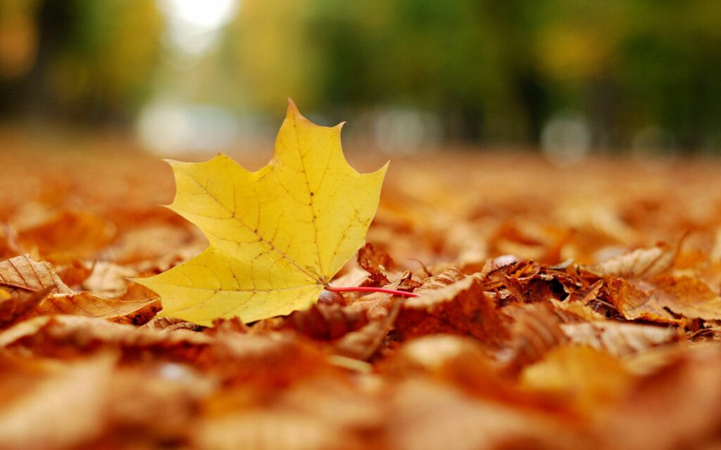 Vibrant yellow maple leaf amid dried orange leaves autumn background serene nature scene Wallpaper
