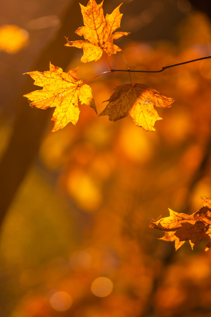 Vibrant Yellow Maple Leaves Wallpaper - Stunning Autumn Macro Background