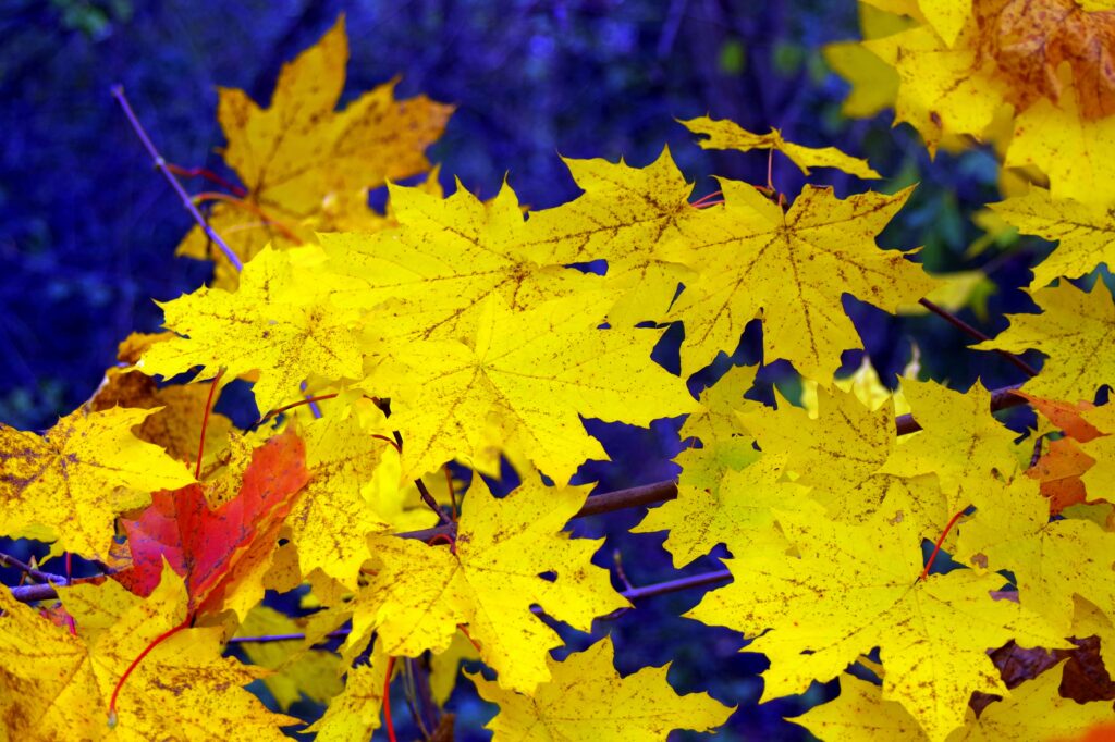 Bright yellow maple leaves with one red leaf on deep blue autumn wallpaper background