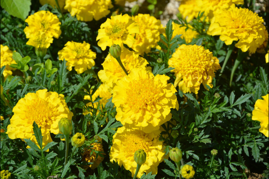 Vibrant Yellow Marigold Flowers Wallpaper: Cheerful India-Inspired Design