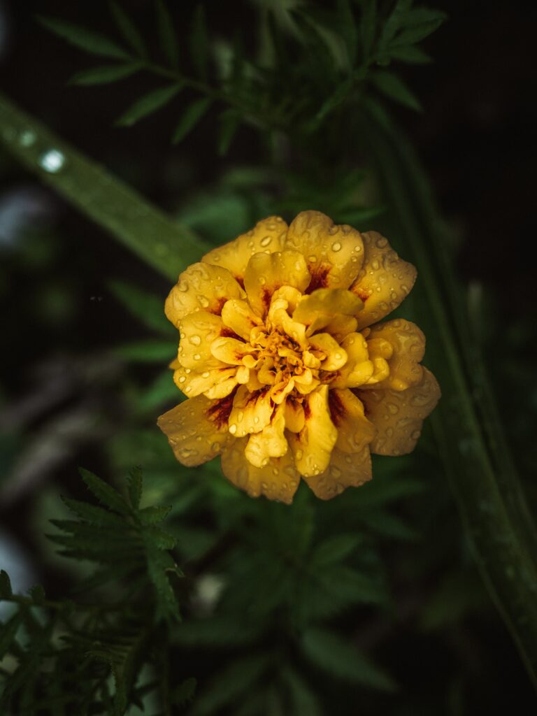 Vibrant Yellow Marigold Close-Up with Water Droplets on Dark Background Wallpaper