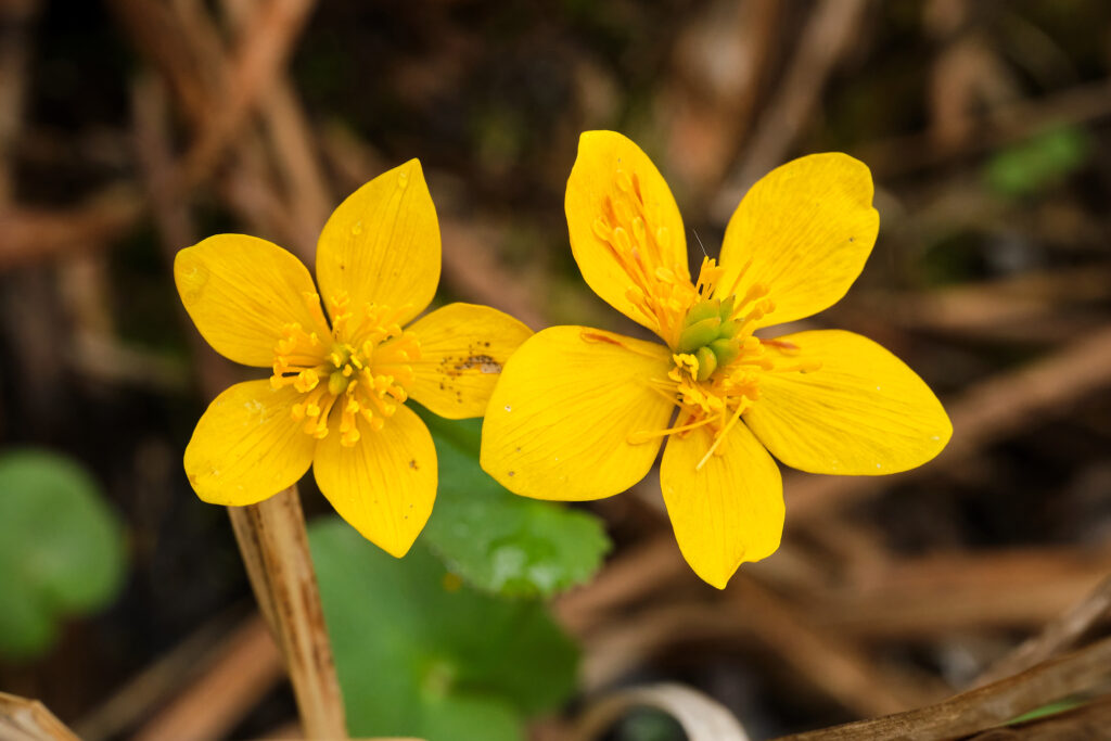 Vibrant Yellow Marsh-Marigold Flowers Wallpaper - Natural Beauty