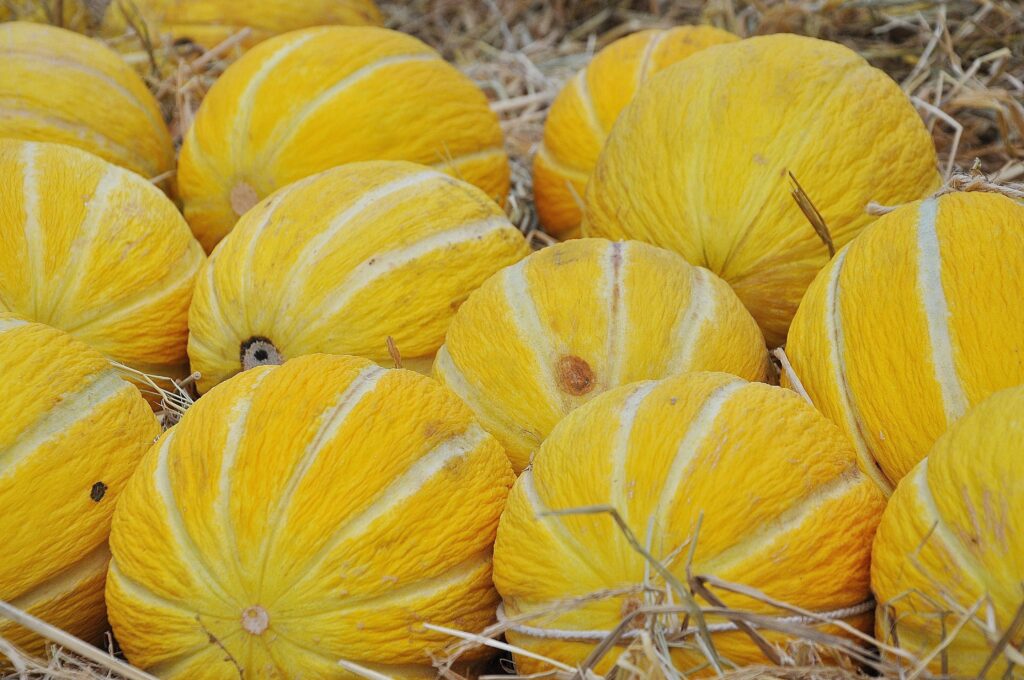 Vibrant Yellow Melons Wallpaper: Textured Beauty on Straw Background