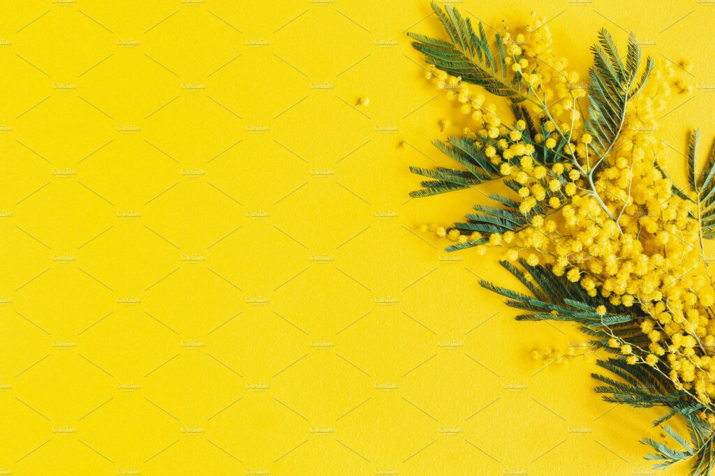 Vibrant Yellow Mimosa Flower Wallpaper for a Cheerful Background