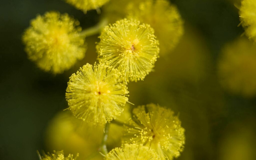 Vibrant Yellow Mimosa Flower Wallpaper Background for Fresh Decor