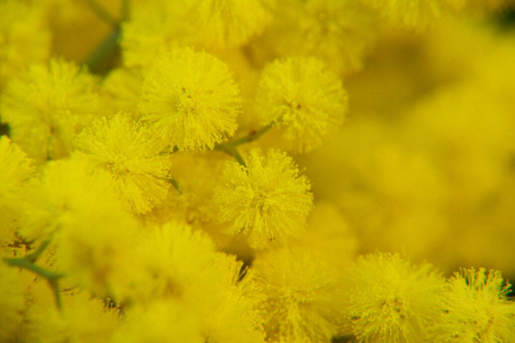 Vibrant Yellow Mimosa Flowers Wallpaper – Cheerful Floral Background