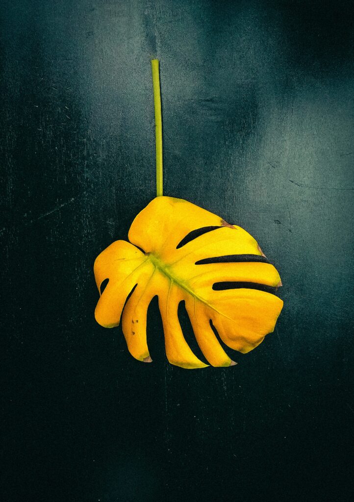 Bold Yellow Monstera Leaf Wallpaper on Dark Background