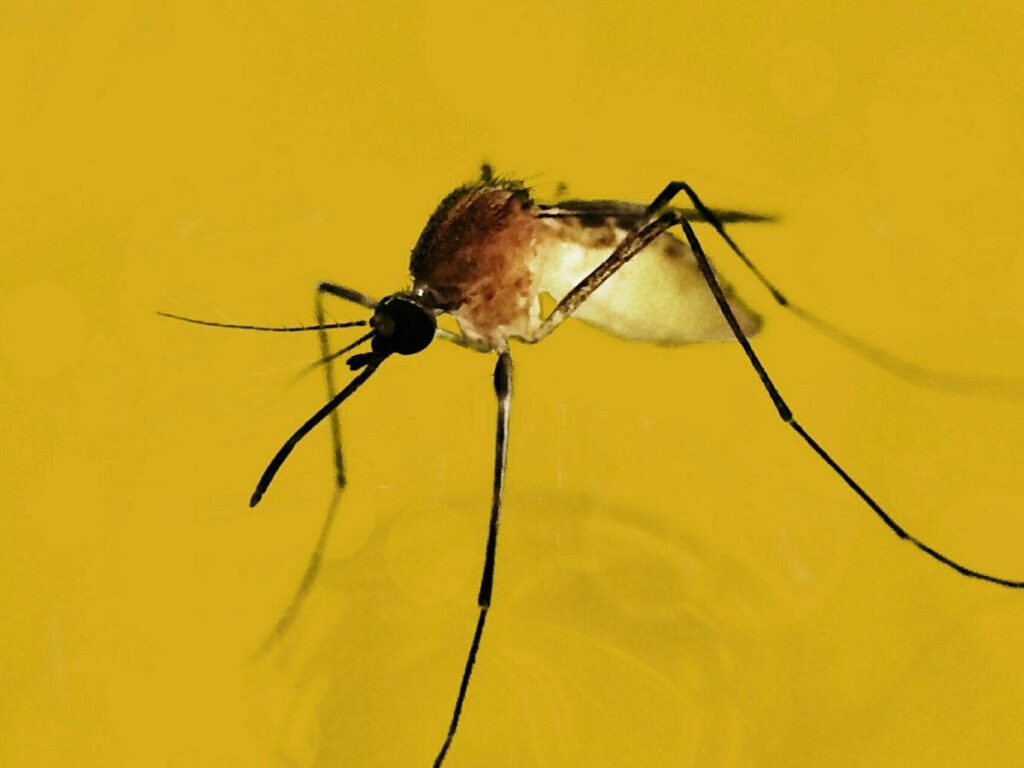 Close-Up Mosquito on Vibrant Yellow Background Wallpaper