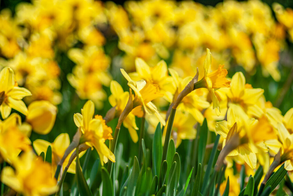 Vibrant Yellow Narcissus Daffodils Wallpaper for Springtime Cheer