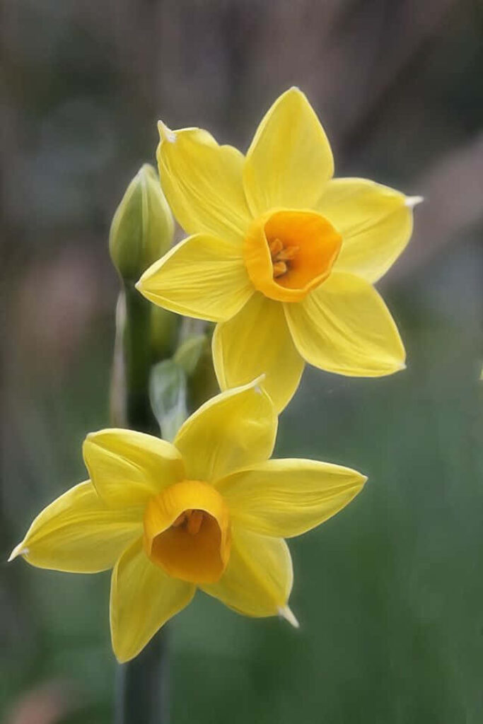 Vibrant Yellow Narcissus Flowers Wallpaper with Soft Background