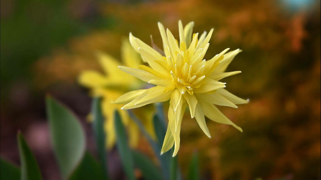 Vibrant Yellow Narcissus Close-Up with Soft Blurred Background Wallpaper