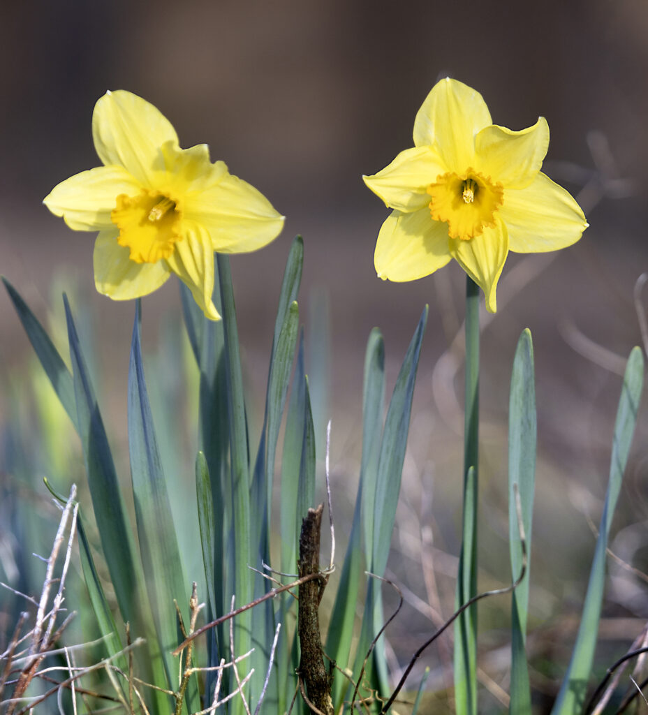 Vibrant Yellow Narcissus Flowers: Fresh Springtime Wallpaper