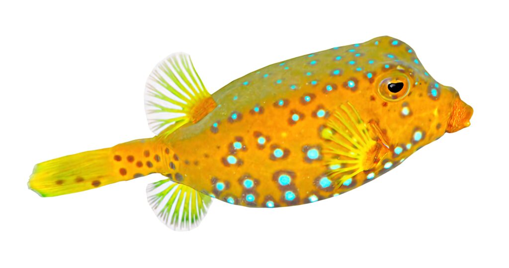 Close-up of colorful yellow orange boxfish with blue spots and green fins on white background Wallpaper