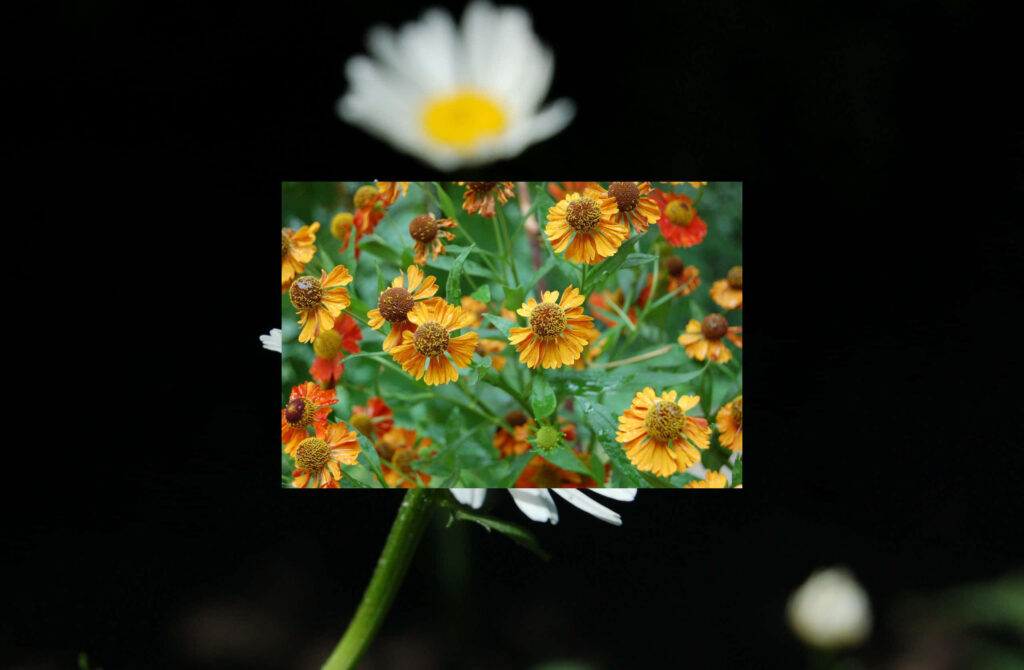 Vibrant Yellow-Orange Flower Wallpaper on Dark Background