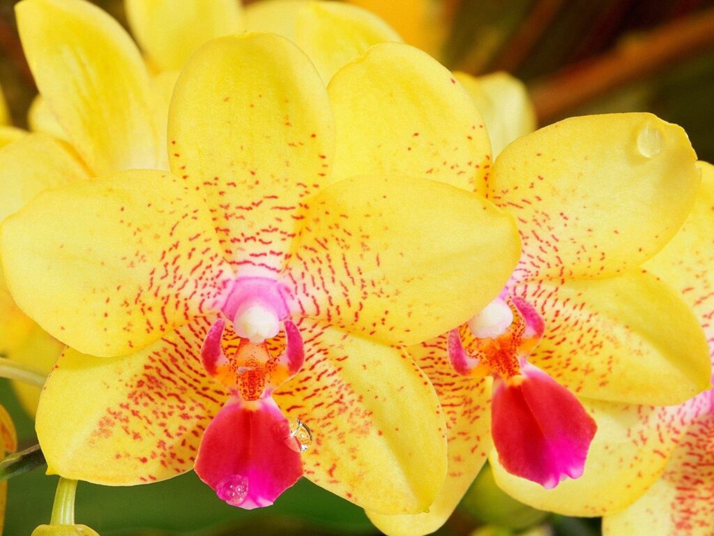 Exotic Yellow Orchid Wallpaper with Intricate Red Stripes Background