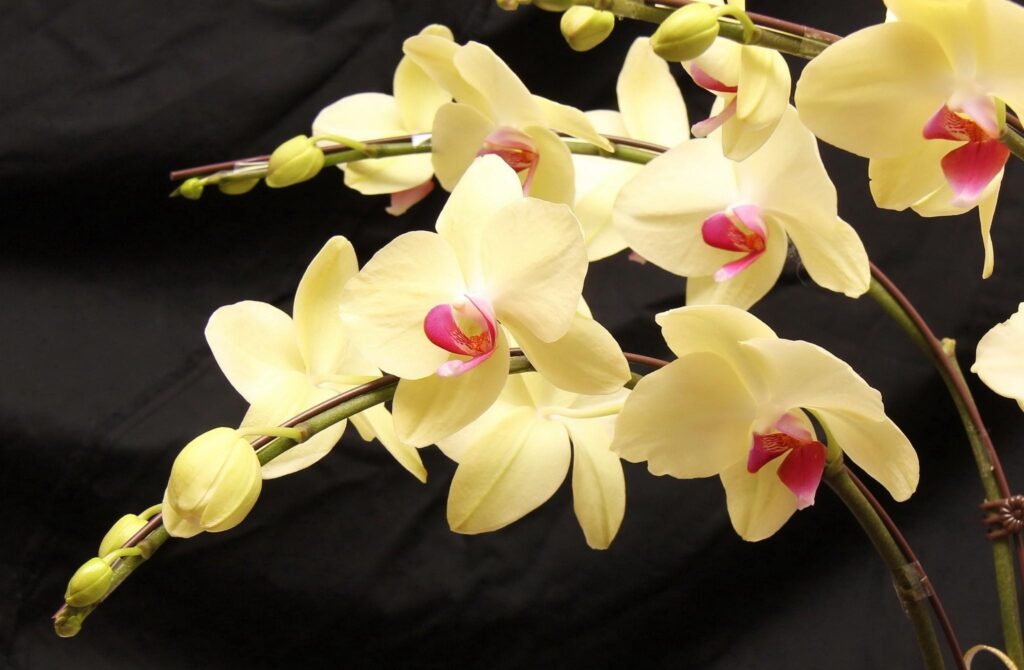 Exotic Yellow Orchids on Dark Background - Floral Beauty Wallpaper